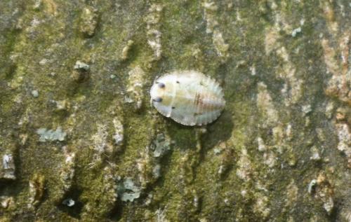 Isometopus intrusus